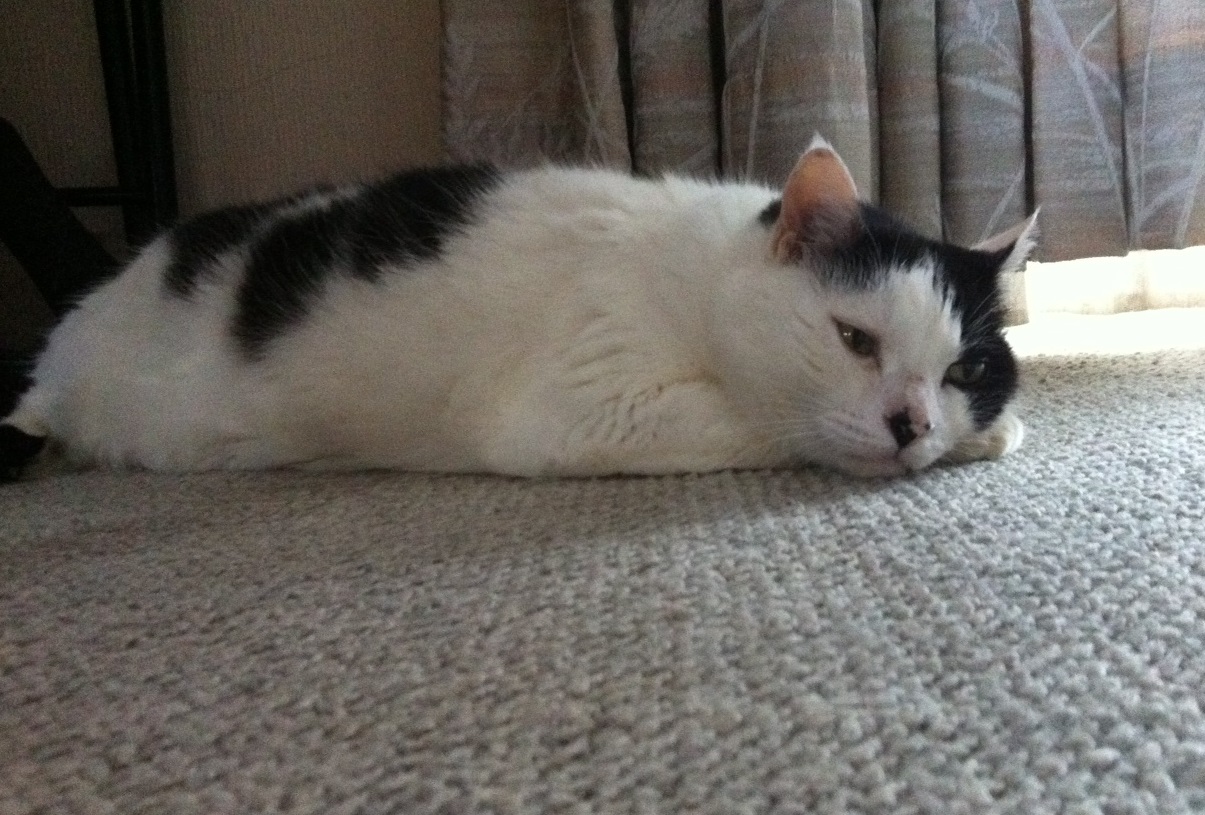 moko1